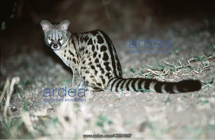 : LARGE SPOTTED GENET - sitting : LARGE SPOTTED GENET - sitting