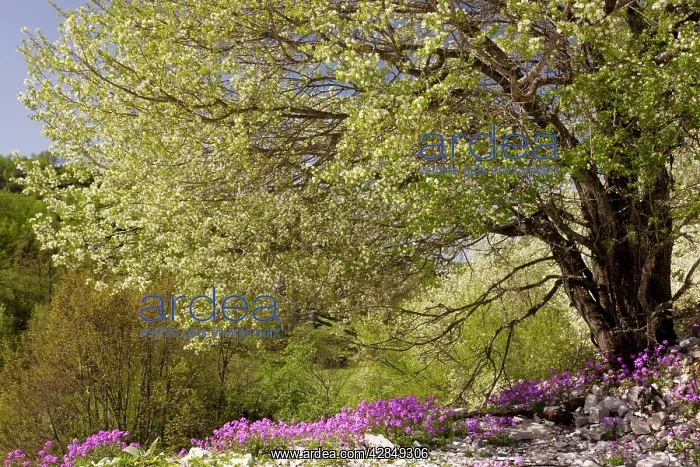 : Large St Lucie Cherry tree - in blossom, over a : Large St Lucie Cherry tree - in blossom, over a