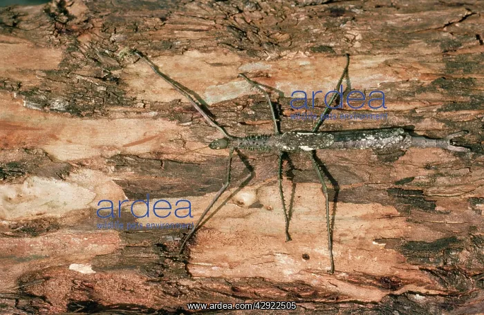  : Large Stick Insect  /  Walking Stick