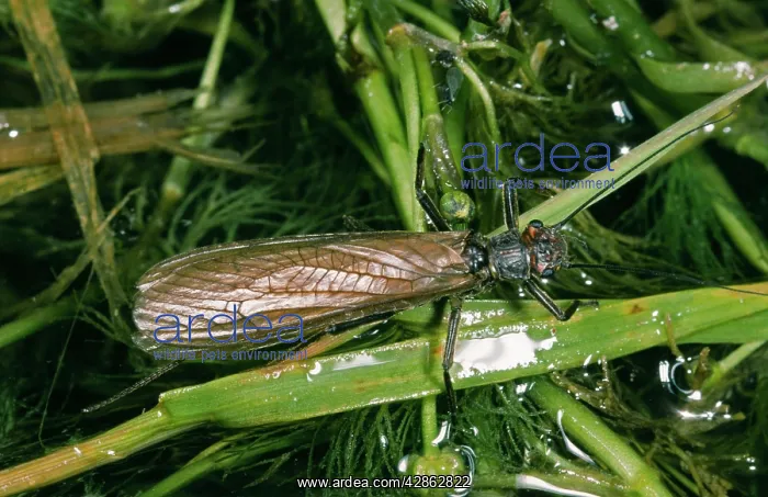 : Large Stonefly - Female : Large Stonefly - Female