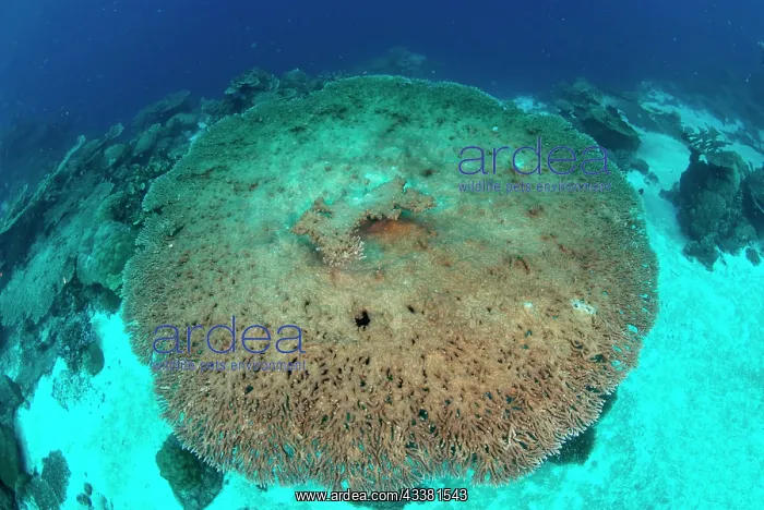 : Large Table Coral : Large Table Coral