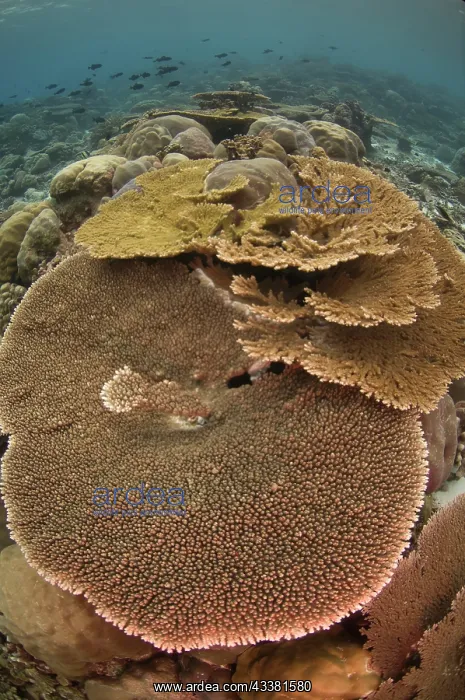 : Large Table Coral : Large Table Coral