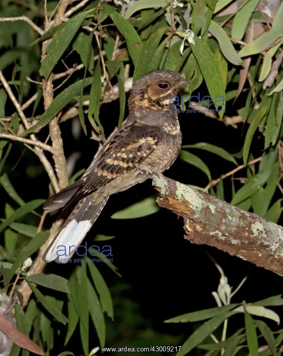 : Large-tailed Nightjar : Large-tailed Nightjar