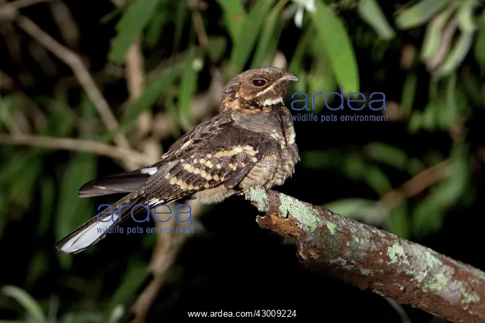 : Large-tailed Nightjar : Large-tailed Nightjar