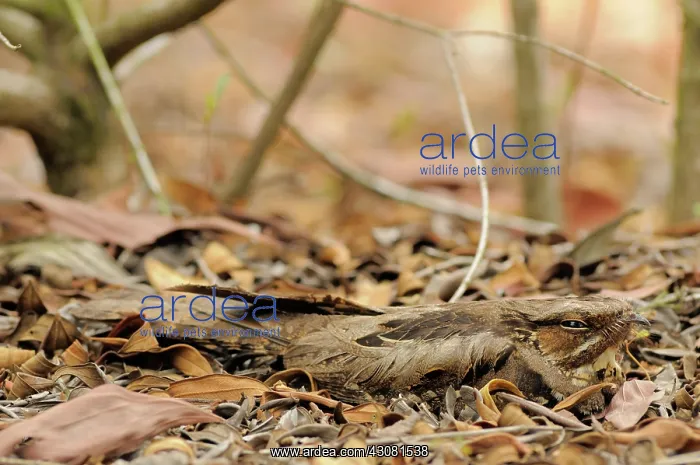 : Large-tailed Nightjar : Large-tailed Nightjar