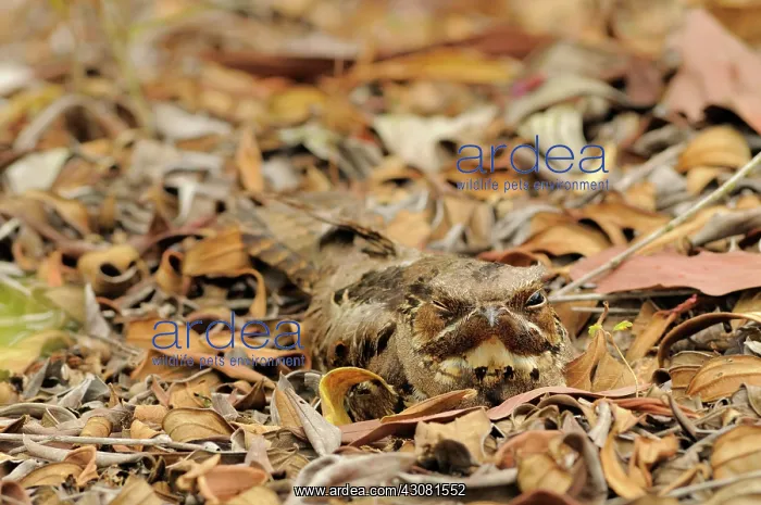 : Large-tailed Nightjar : Large-tailed Nightjar