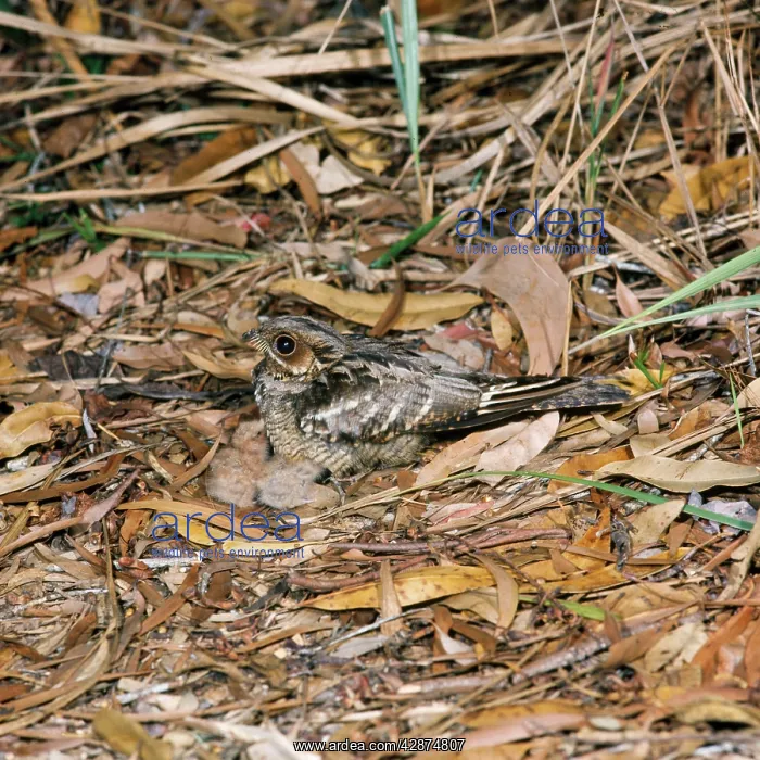 : Large-tailed Nightjar - and chicks : Large-tailed Nightjar - and chicks