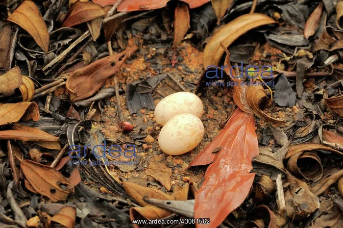 : Large-tailed Nightjar Eggs : Large-tailed Nightjar Eggs