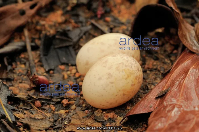 : Large-tailed Nightjar Eggs : Large-tailed Nightjar Eggs