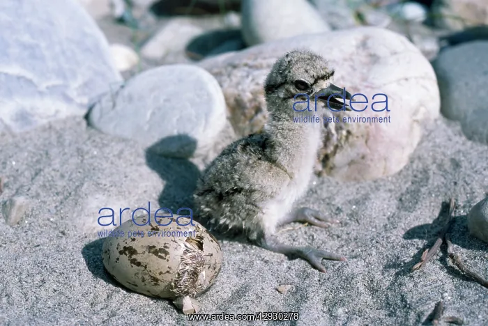 : Large Thick-knee Curlew - chick & egg hatching : Large Thick-knee Curlew - chick & egg hatching
