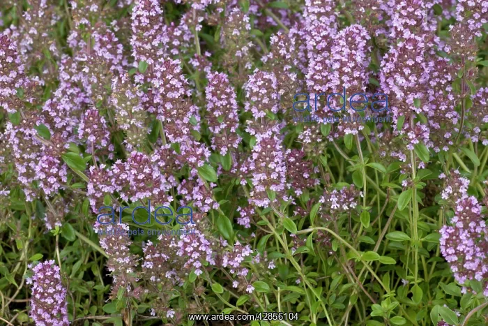: Large thyme : Large thyme
