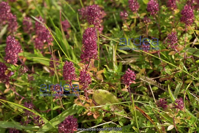 : Large Thyme (Thymus pulegioides). Haraldsted s : Large Thyme (Thymus pulegioides). Haraldsted s