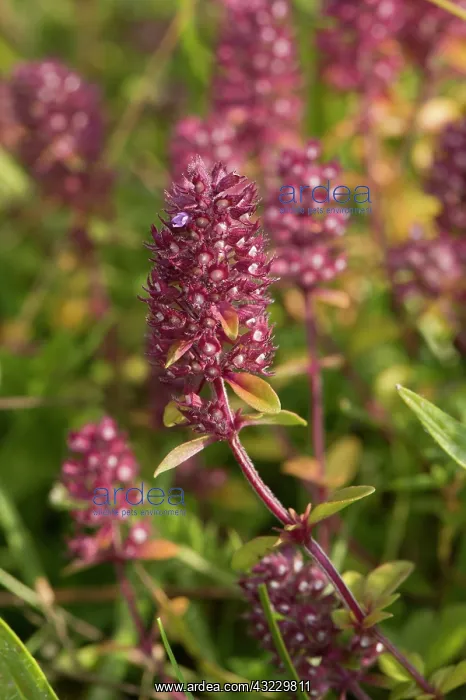 : Large Thyme (Thymus pulegioides). Haraldsted s : Large Thyme (Thymus pulegioides). Haraldsted s