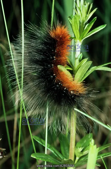: Large Tiger MOTH - 'Wooly BearI caterpillar : Large Tiger MOTH - 'Wooly BearI caterpillar