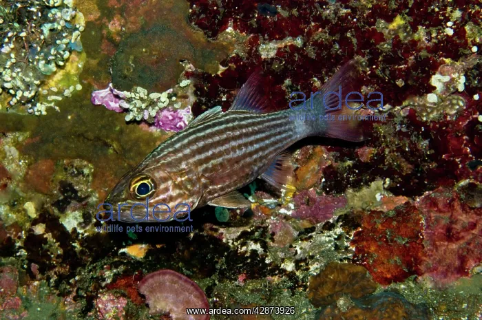 : Large-toothed cardinalfish : Large-toothed cardinalfish