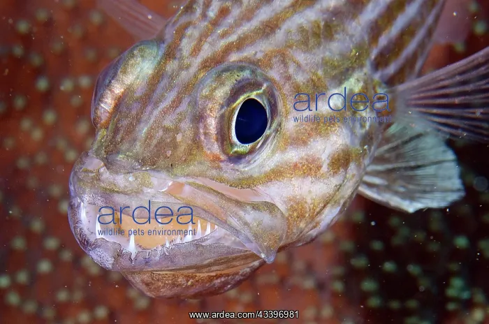 : Large-toothed Cardinalfish : Large-toothed Cardinalfish