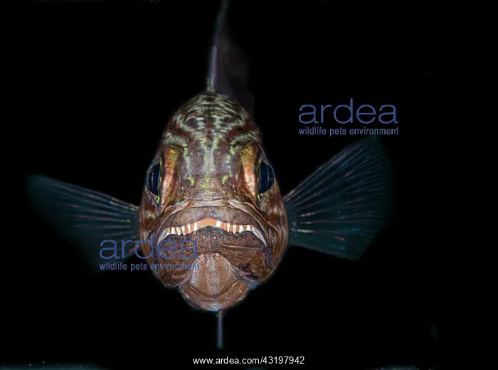 : Large toothed cardinalfish (Cheilodipterus macrodon) : Large toothed cardinalfish (Cheilodipterus macrodon)