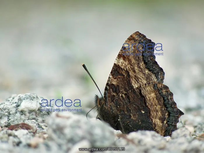 : Large Tortoiseshell : Large Tortoiseshell