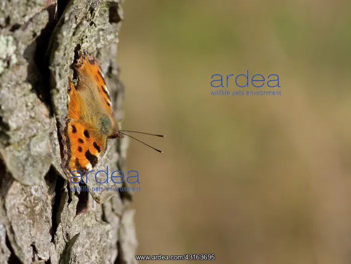 : Large tortoiseshell : Large tortoiseshell