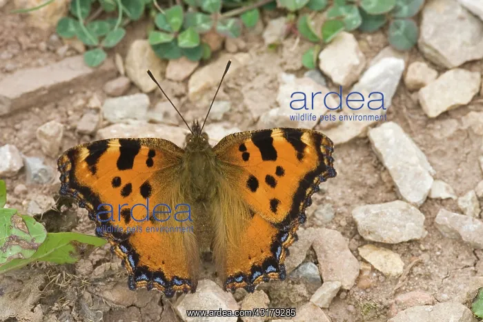 : Large Tortoiseshell : Large Tortoiseshell
