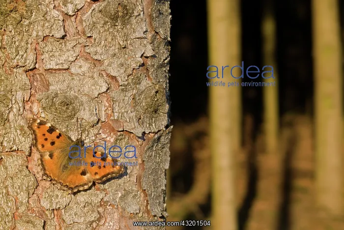 : Large Tortoiseshell : Large Tortoiseshell