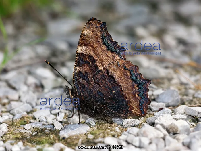 : Large Tortoiseshell (Nymphalis polychloros) : Large Tortoiseshell (Nymphalis polychloros)