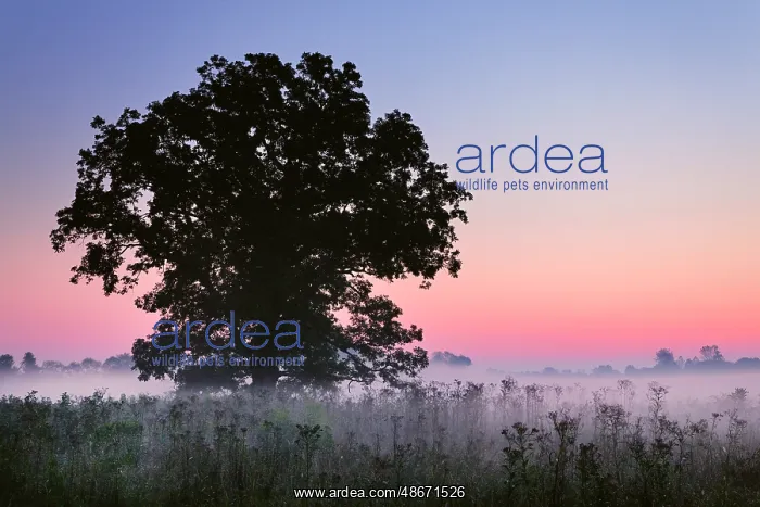 : Large tree in farm field and foggy sunrise, Louisville : Large tree in farm field and foggy sunrise, Louisville