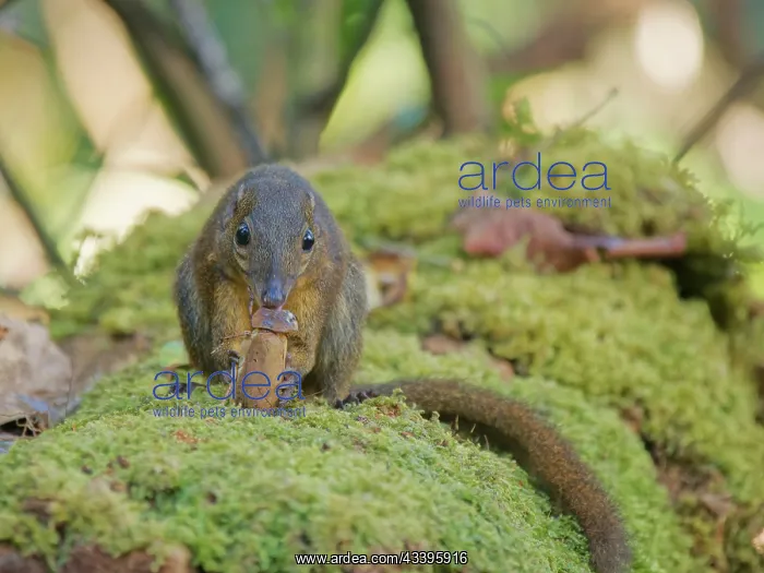 : Large Tree Shrew eating large beetle Tupaia tana : Large Tree Shrew eating large beetle Tupaia tana