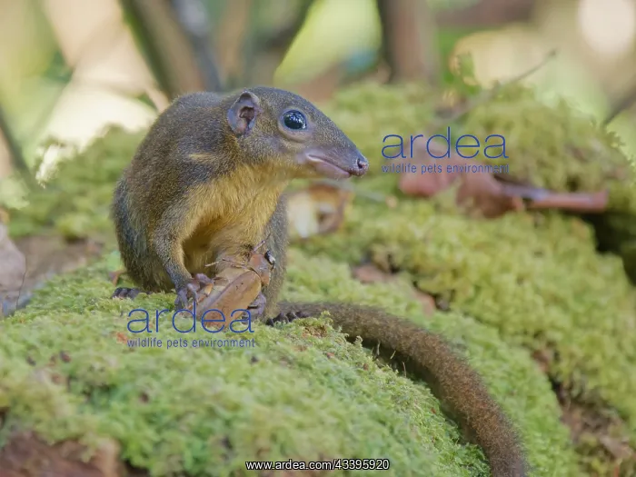 : Large Tree Shrew eating large beetle Tupaia tana : Large Tree Shrew eating large beetle Tupaia tana
