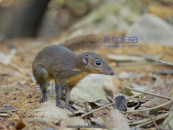 : Large Tree Shrew Tupaia tana Sabah, Malaysia, Bo : Large Tree Shrew Tupaia tana Sabah, Malaysia, Bo