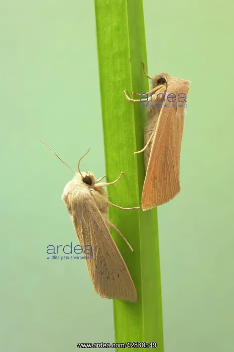 : Large Wainscot Moth : Large Wainscot Moth