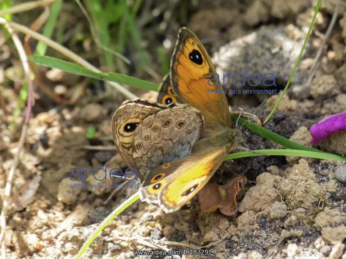 : Large Wall Brown : Large Wall Brown