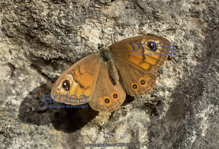  : Large Wall Brown Butterfly Alps, France