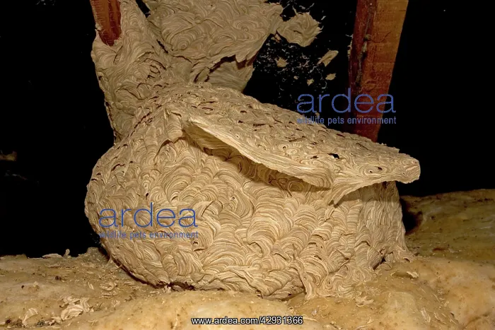 : Large wasp nest of in roof space : Large wasp nest of in roof space