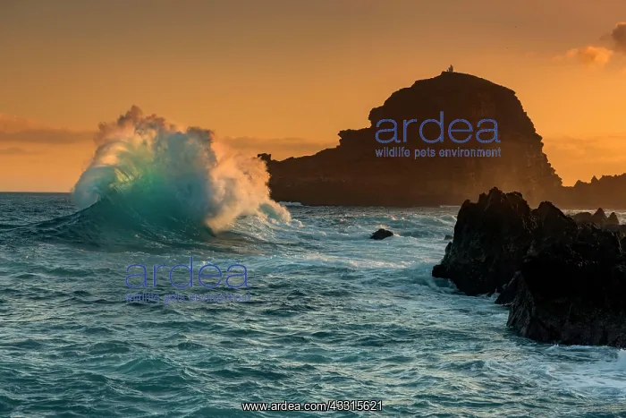 : Large wave at sunrise, Porto Moniz, Madeira, Portugal : Large wave at sunrise, Porto Moniz, Madeira, Portugal