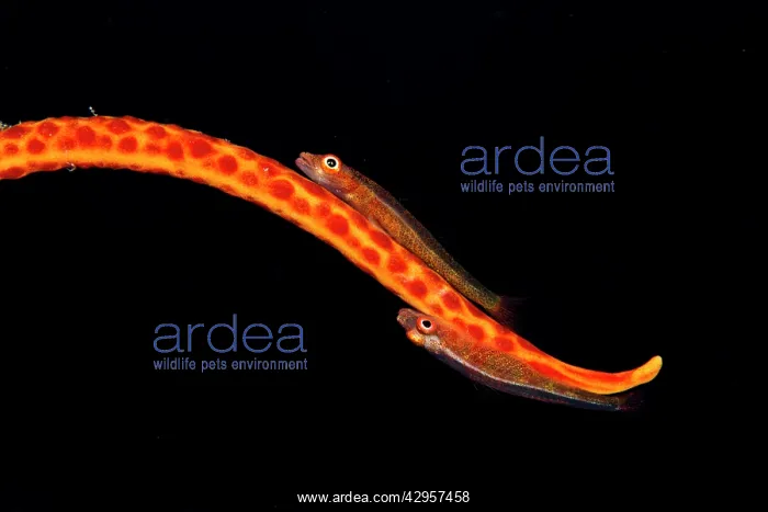 : Large Whip Gobies - on a Whip Coral (Junceella sp.)