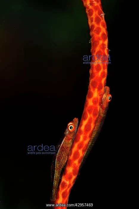 : Large Whip Gobies - on a Whip Coral (Junceella sp.) : Large Whip Gobies - on a Whip Coral (Junceella sp.)