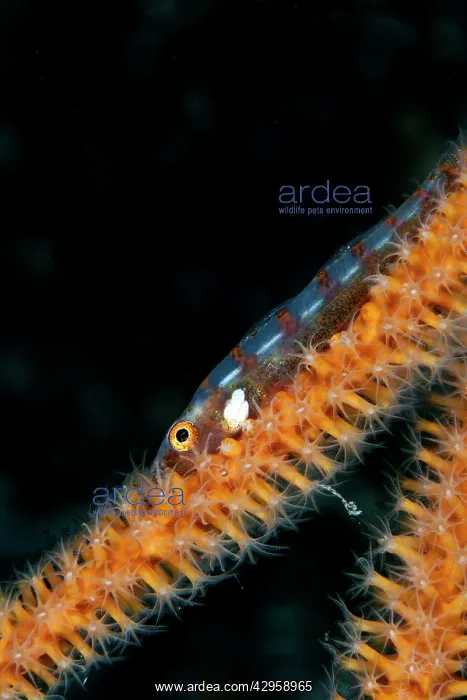 : Large Whip Goby - on the Gorgonian Junceella sp : Large Whip Goby - on the Gorgonian Junceella sp