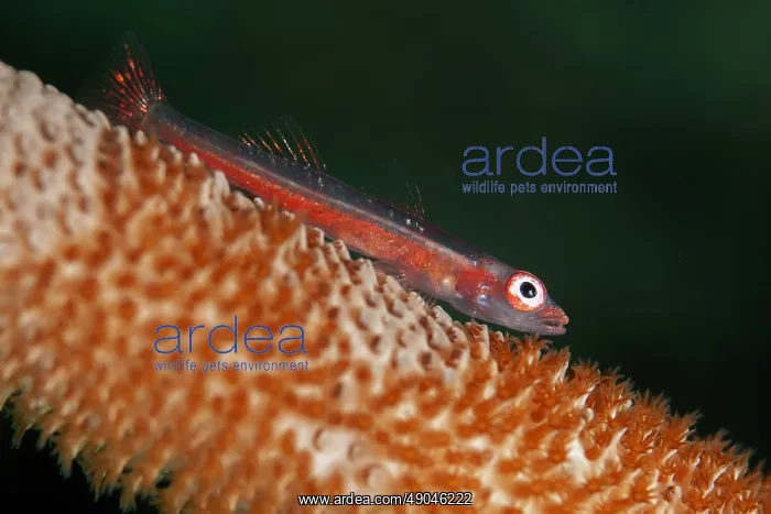 : Large Whipgoby : Large Whipgoby
