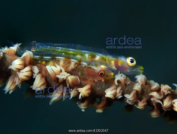 : The Large Whipgoby (Bryaninops amplus) was hidi : The Large Whipgoby (Bryaninops amplus) was hidi