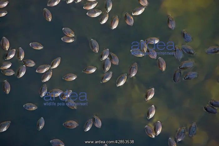 : Large Whirligig beetles - group on desert canyon stream : Large Whirligig beetles - group on desert canyon stream