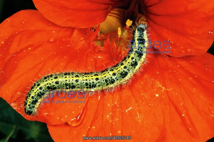 : Large White Butterfly Caterpillar : Large White Butterfly Caterpillar
