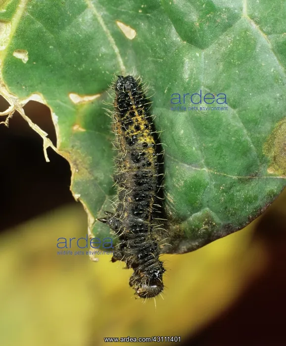 : Large white butterfly caterpillar : Large white butterfly caterpillar