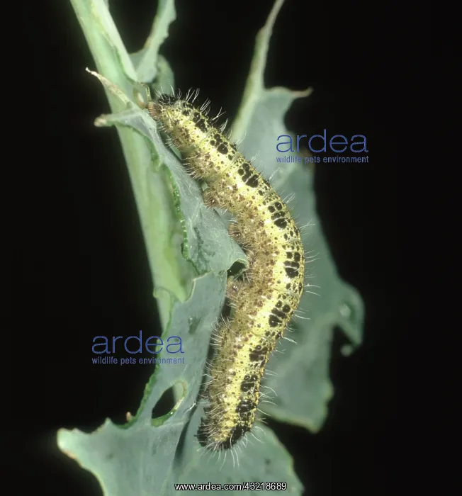 : Large white butterfly Caterpillar : Large white butterfly Caterpillar