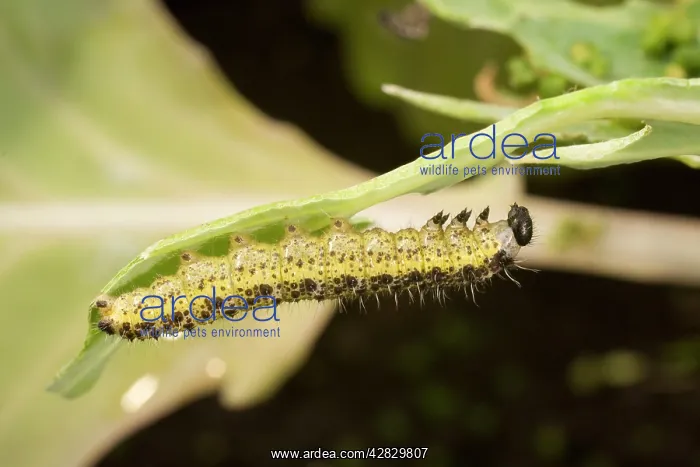 : Large White Butterfly caterpillar under cabbage leaf : Large White Butterfly caterpillar under cabbage leaf