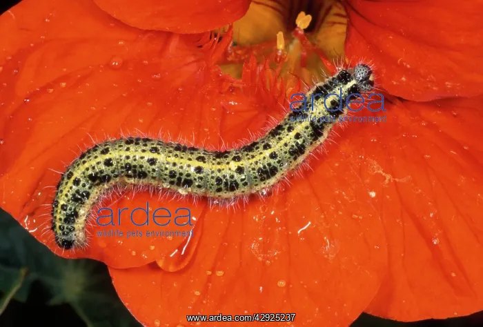 : Large White Butterfly Caterpillar / larvae : Large White Butterfly Caterpillar / larvae