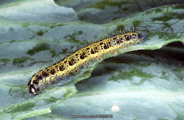 : Large White Butterfly Caterpillar / larvae : Large White Butterfly Caterpillar / larvae