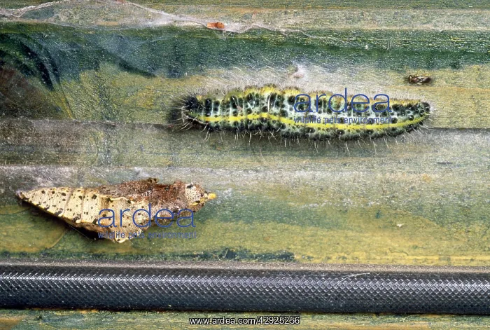 : Large White Butterfly - caterpillar & pupa : Large White Butterfly - caterpillar & pupa