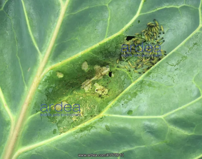 : Large white butterfly caterpillars : Large white butterfly caterpillars