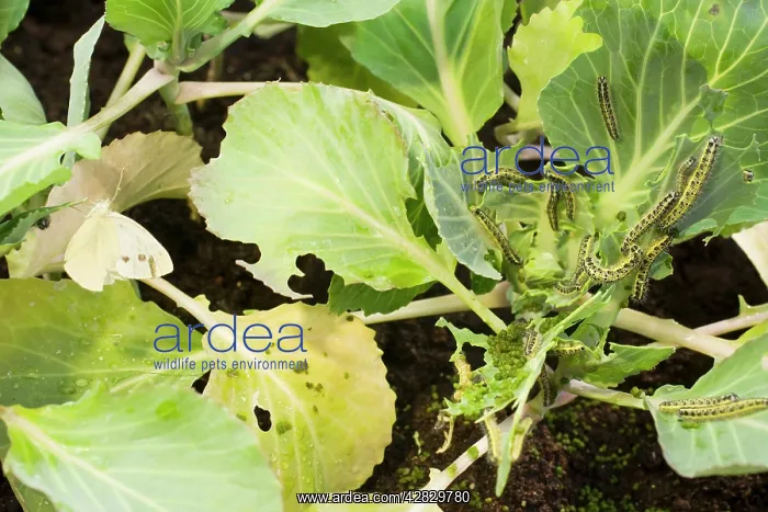 : Large White butterfly and caterpillars on cabbage plants : Large White butterfly and caterpillars on cabbage plants